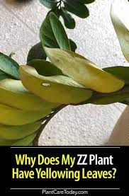 Why Does My Zz Plant Have Yellow Leaves Learn Why Yellow Leaves On Plants Plants Zz Plant