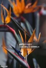 Image result for Strelitziaceae