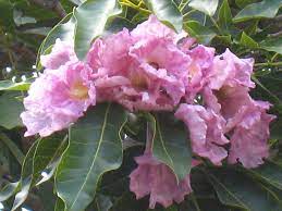 Tabebuia Rosea Rosy Trumpet Tree Flowering Trees Tree Plants