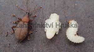 Image result for květopas jahodníkový