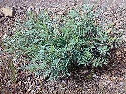 Image result for Tephrosia argyrolampra