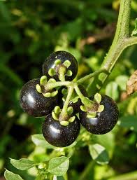 Image result for Solanum americanum