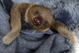 Photo about cute three year old boy taking bath with foam. You Have To Watch This Very Graphic And Nsfw Video Of A Baby Sloth Taking Its Weekly Poop