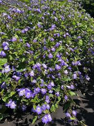 Browallia cordata d.don., browallia demissa l., browallia dombreyana dammer, browallia elata l., browallia melanotricha brandegee, browallia nervosa miers. Flower And Vegetable Seeds Browallia Americana Blue Lady 0 2 G Cernyseed Cz