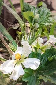 Image result for Lagenaria sphaerica