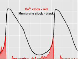 Pacemaker (disambiguation) — pacemaker may refer to:in biology and medicine: Secrets Of The Coupled Clock Behind The Heart S Natural Pacemaker Cells National Institute On Aging