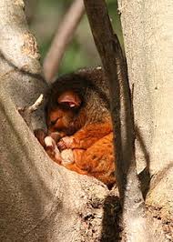 common ringtail possum wikipedia