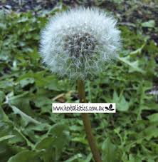 Image result for Taraxacum