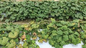 Image result for mildew on cucumbers