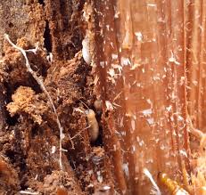Do they ever eat live trees? Do Termites Eat Cedar Lumber What About Cedar Mulch