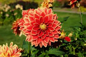 Dahlias How To Plant Grow And Care For Dahlia Flowers The Old Farmer S Almanac