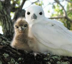 Baby Bird With Large Beak Mama And Baby Bird Cute Bird Animals Beautiful Pet Birds Animals