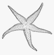 Drawing starfish transparent png clipart free download ywd . Starfish Clipart Etc Transparent Png Sketch Of Star Fish Png Download Transparent Png Image Pngitem