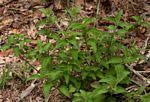 Image result for Lantana angolensis