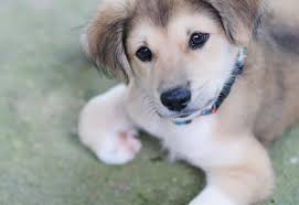 Because this is a cross breed, their appearance will vary depending on what genes the puppy inherits from their parents. Goberian Dog The Ultimate Golden Retriever Husky Mix Breed Guide All Things Dogs All Things Dogs