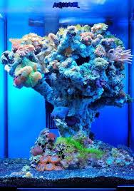 Pin By Steve P On Pflanzen Reef Tank Aquascaping Aquarium Fish Tank Amazing Aquariums