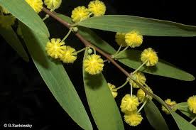 Image result for Acacia fleckii