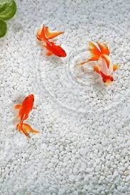 Best live wallpapers hd you can use koi fish wallpaper and decorate your screen phone device with high quality 3d koi fish live wallpaper we love all things android and have a. Koi Fish Wallpaper Download To Your Mobile From Phoneky