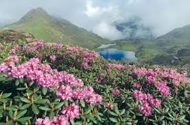 Trek to Dzuko Valley 2020, #5 top things to do in kohima, nagaland ...