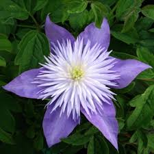 Situate a climbing clematis near a trellis, arched doorway, arbor or pergola and watch it grow high and twine around. Giftaplant Clematis Crystal Fountain