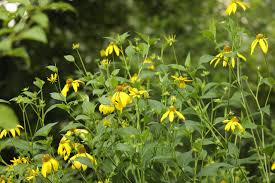 Image result for Rudbeckia laciniata