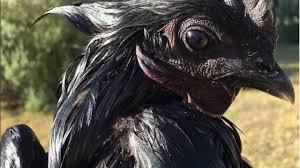 Cemani Ayam Asli Indonesia Dengan Harga Termahal Di Dunia Bisnis Liputan6 Com