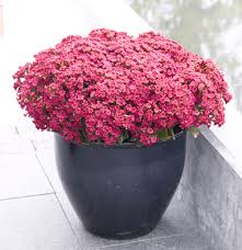 Queen Kalanchoe Outdoor Full Bloom