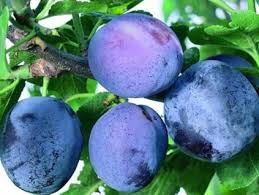 Image result for Komule empire blue