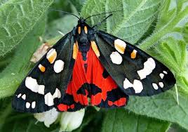 Black And Red Caterpillar Uk Butterfly Conservation Scarlet Tiger Tiger Moth Moth Butterfly Conservation