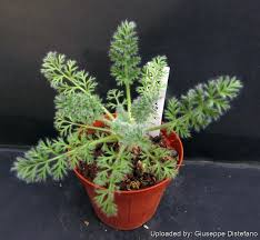 Image result for Pelargonium apetalum