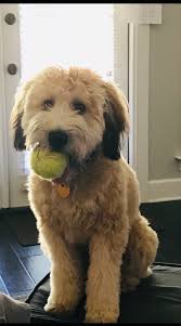 Cash Soft Coated Wheaten Terrier Soft Coated Wheaten Terrier Puppy Grooming Wheaton Terrier