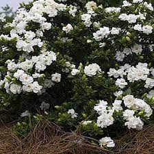 Hardy Gardenia Crown Jewels Plant In 9cm Pot Amazon Co Uk Garden Outdoors Gardenia White Gardenia Moon Garden