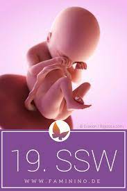 Ihr baby ist immer genau zwei wochen jünger als die schwangerschaftswoche, in der sie sich gerade befinden. Pin Auf Schwangerschaftswochen