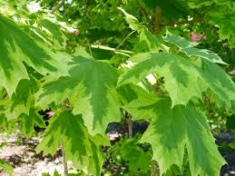 Image result for Vepris drummondii