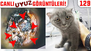 Kulagi Uyuz Dolu Yavru Scottish Kedi Hem De 1 Aylik Kulak Kiri Degil Asfalt Sanki Dobida 129 Youtube