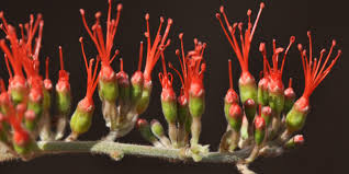 Image result for Combretum paniculatum