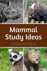 Mammals Panosundaki Pin