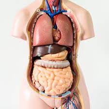We refer to an integrated unit as an organ system. Seven Body Organs You Can Live Without