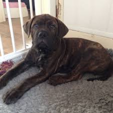 Unless something is wrong, you should not see these dogs in their working mode. Brindle Bullmastiff Puppy Birmingham West Midlands Pets4homes