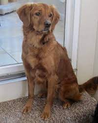 Puppyfinder.com is your source for finding an ideal golden retriever puppy for sale near cranston, rhode island, usa area. We Are Excited Puppies Dynamic Field Golden Retrievers Facebook