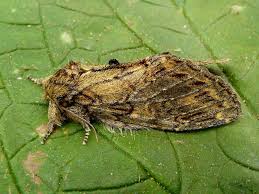 Image result for Peridea anceps