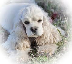 Black And Tan Cocker Spaniel For Sale Near Me Pin By Cat Gross On Animals Cocker Spaniel Puppies Cocker Spaniel Cocker Spaniel Dog