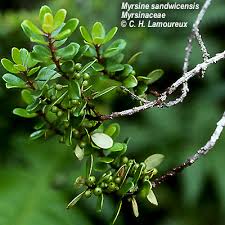 Image result for Myrsine