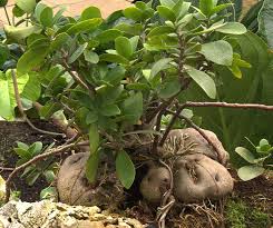 Image result for Phylohydrax