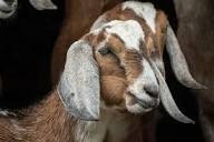Nubian Goats Breed Profile - Backyard Goats