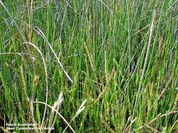 Image result for Triglochin striata