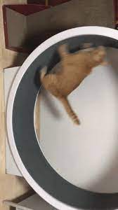 Cat Funny Cat Animals Fail Reactions Mood Healthy 2020 Hilarious Get Resolution New Gif On Giphy Funny Cat Fails Cat Fails Funny Cats