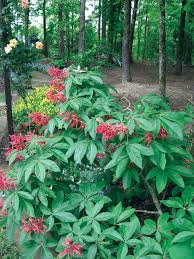 Deer enjoy browsing on its younger twigs while songbirds like its berries. Red Buckeye Tennessee Gardener Hot Plants Shade Plants Native Plant Landscape Native Plant Gardening