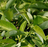 Image result for Stomatostemma