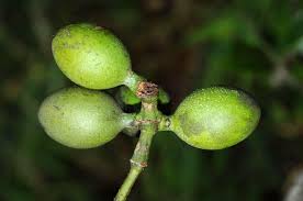 Image result for Gnetum